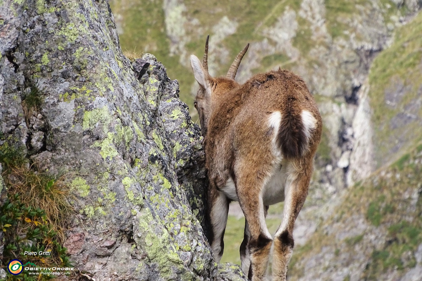 57 Stambecchi a picco sulle rocce .JPG